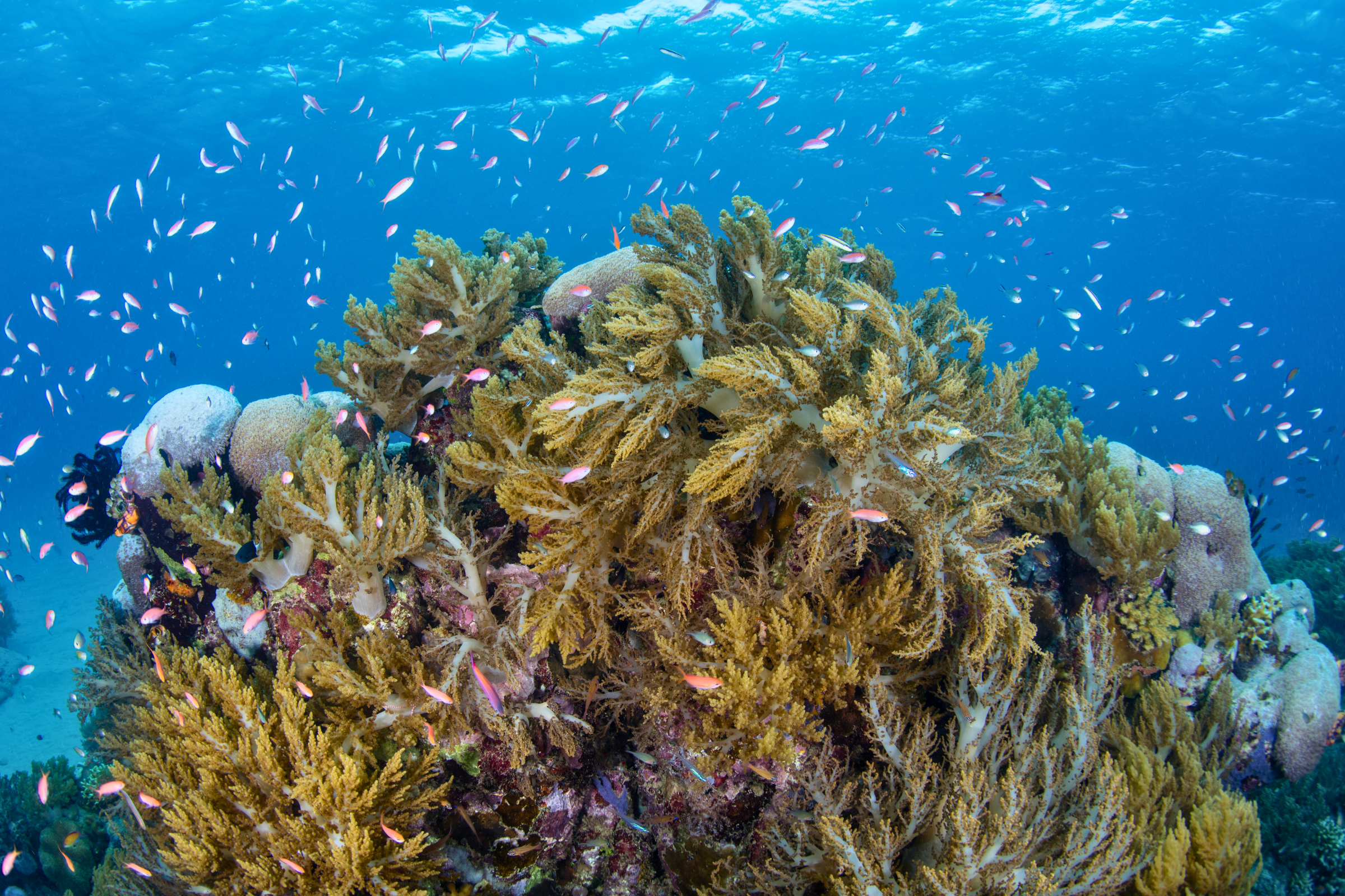 tami island (3).webp